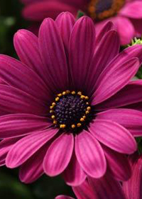 Osteospermum Serenity 'Dark Purple'